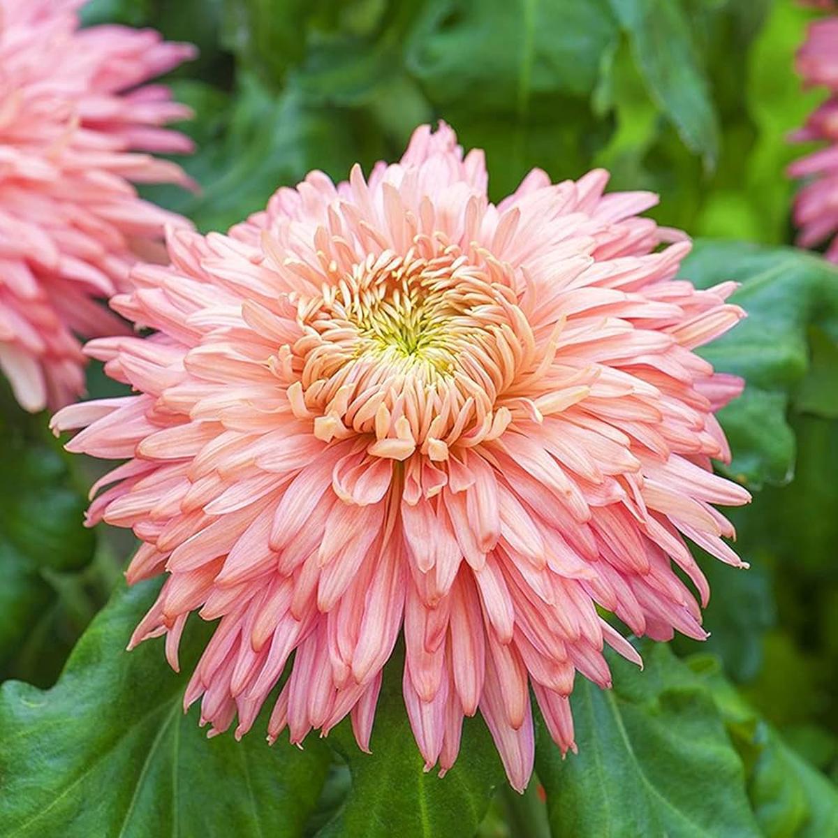 Heirloom Non-GMO Chrysanthemum Pink Yellow Flower Seeds for Planting  Vibrant Fall-Blooming Garden Blooms