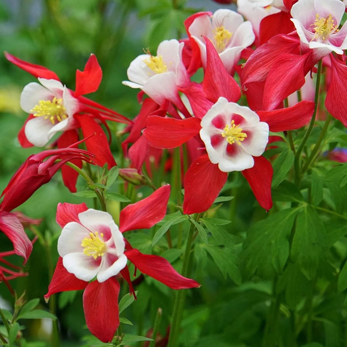 Heirloom Non-GMO Columbine Flower Seeds for Planting Colorful Perennial Wildflower Blooms