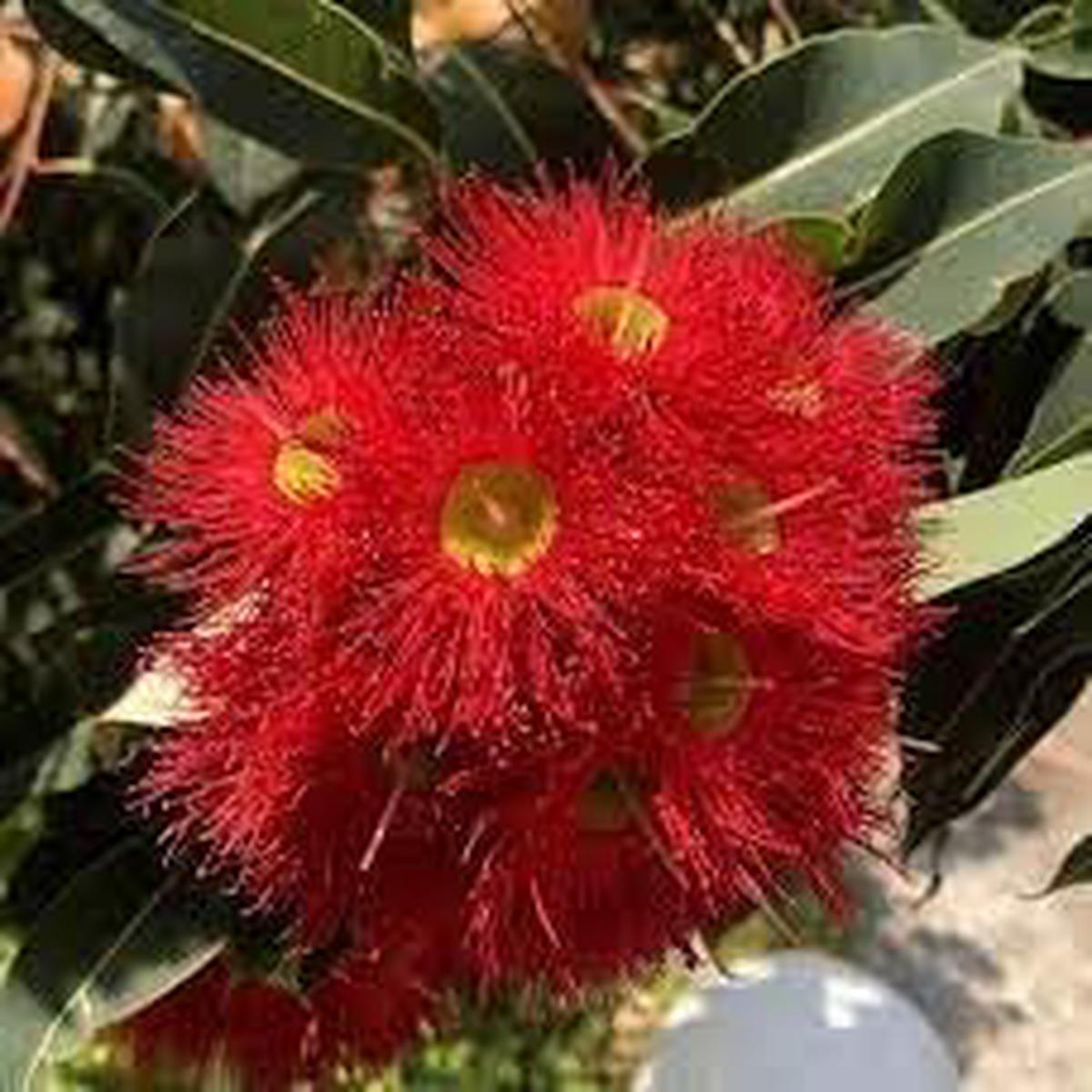 Heirloom Non-GMO Corymbia Ficifolia Flower Seeds for Planting  Colorful Ornamental Tree Blooms