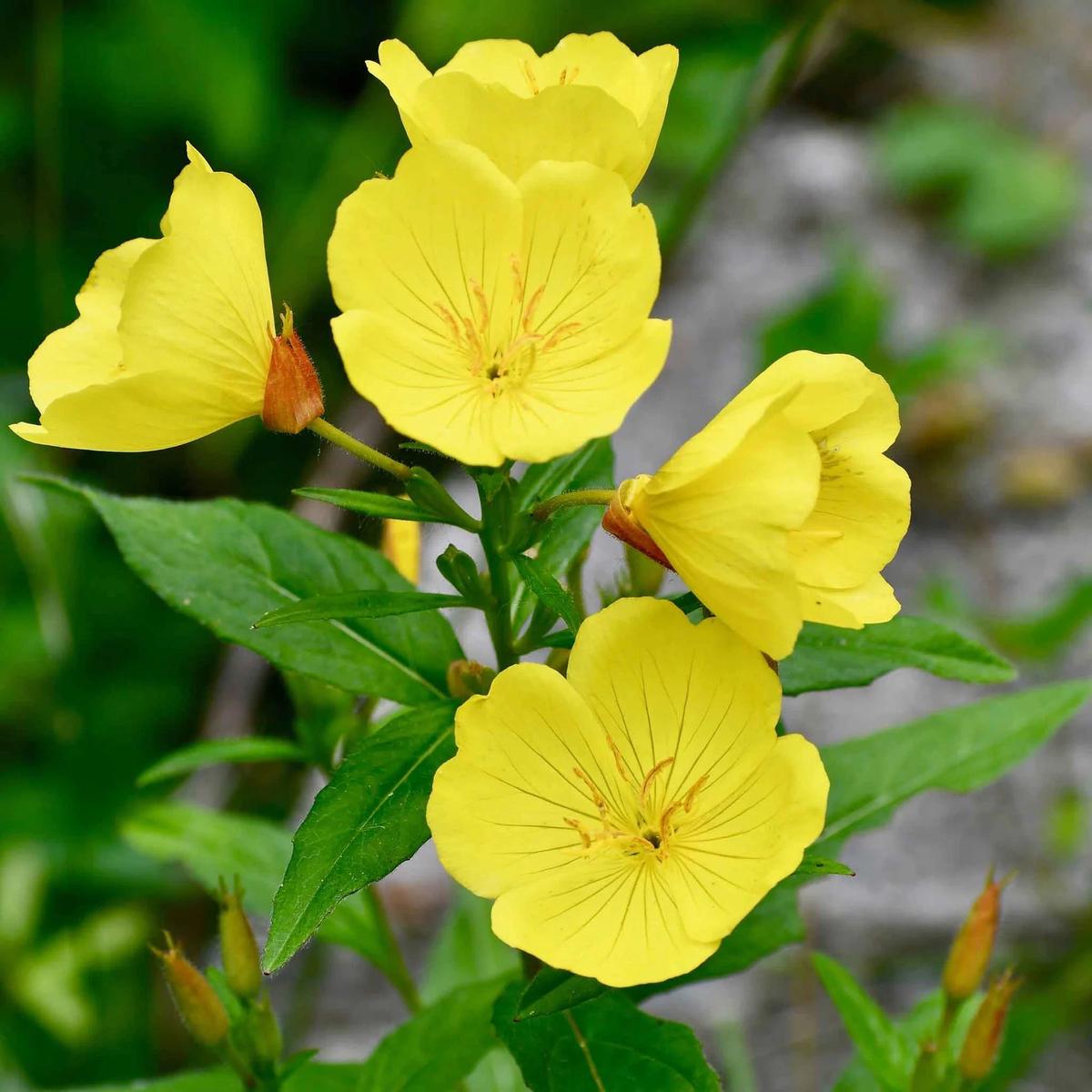 Heirloom Non-GMO Oenothera Biennis Flower Seeds for Planting  Medicinal Evening Primrose Garden Blooms