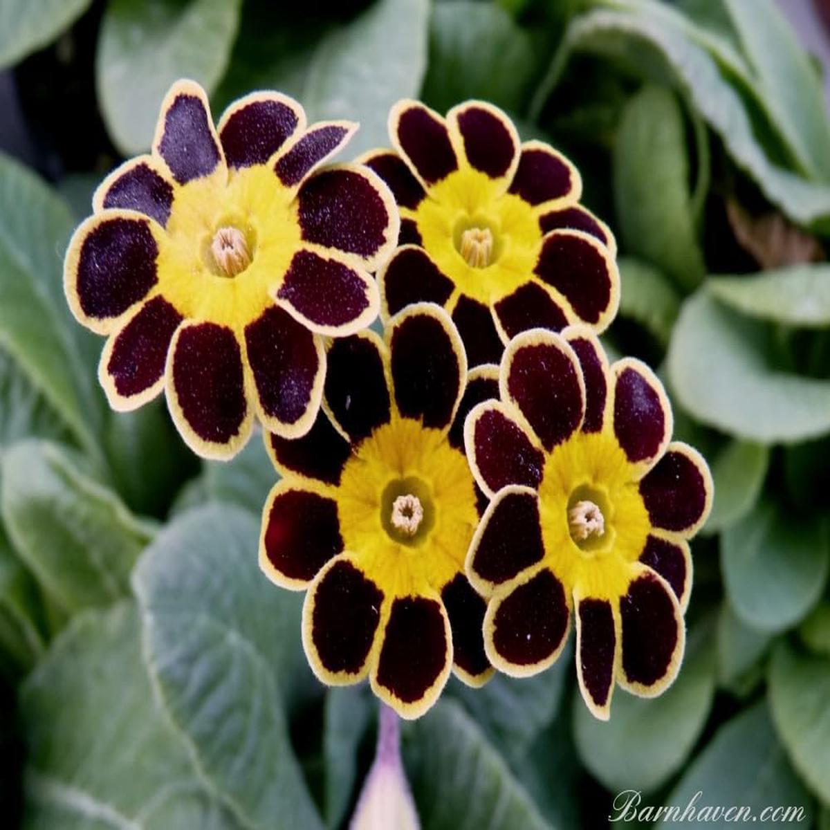 Heirloom Non-GMO Primula Malacoides Flower Seeds Black Yellow Unique Blooms, High Germination Seeds for Planting