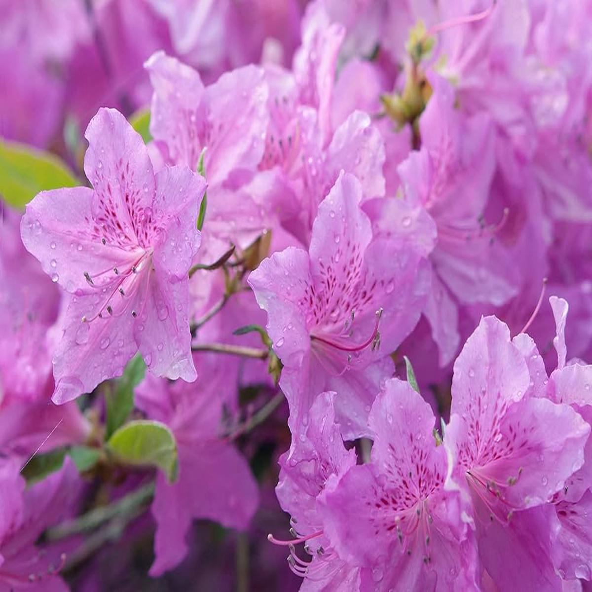 Heirloom Non-GMO Purple Azalea Flower Seeds for Planting Vibrant Shrub Blooms