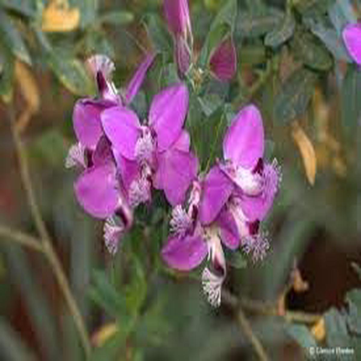 Heirloom September Bush Flower Seeds Non-GMO for Garden Planting Shrubby Vibrant Blooms