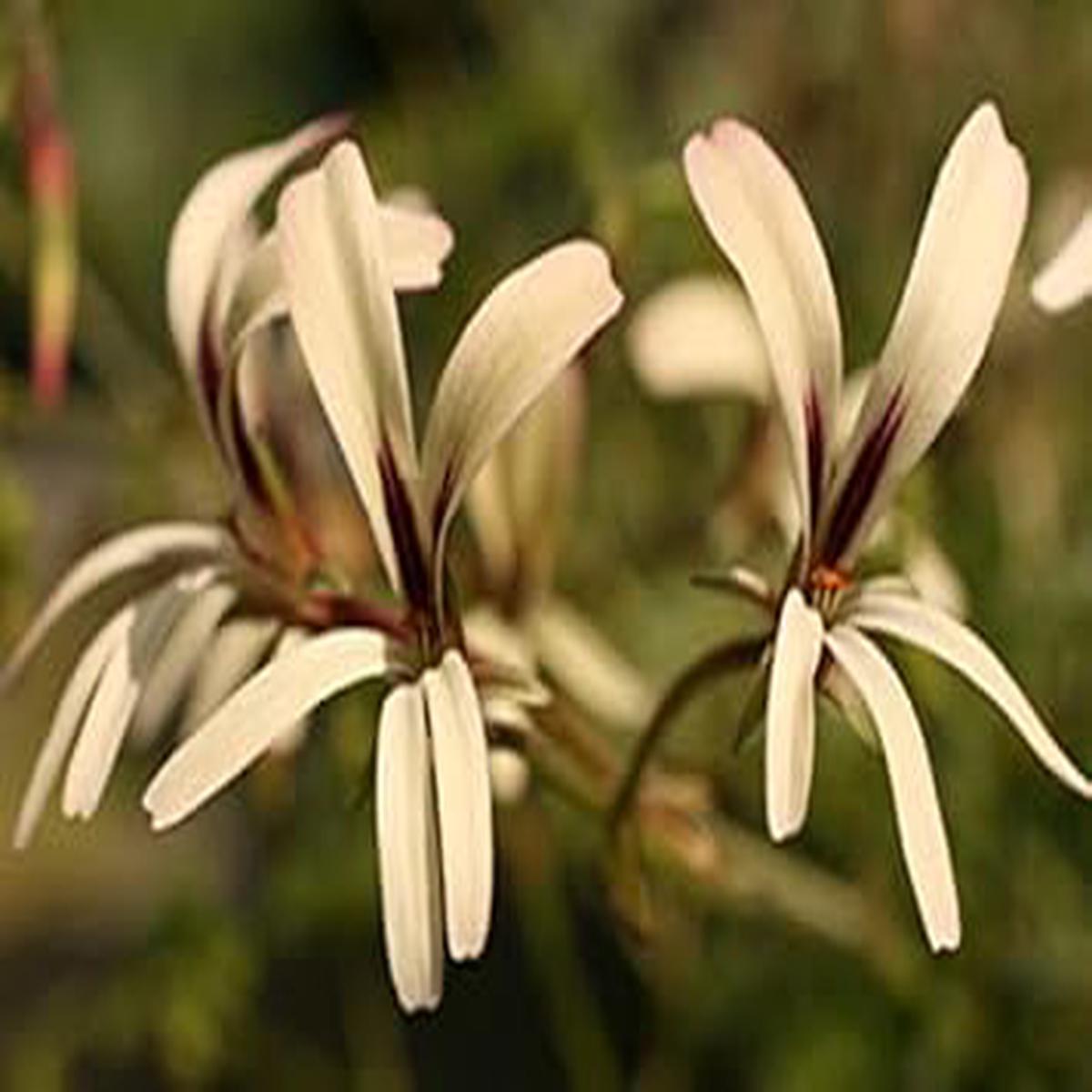 Heirloom White Brown Pelargonium Flower Seeds for Planting Non-GMO, High Germination Organic Garden Seeds
