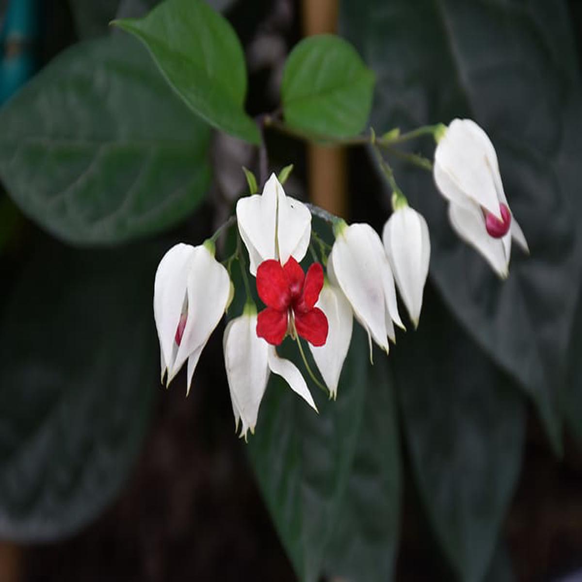 Herzrebeblumensamen Flower Seeds for Planting in Flower Bed