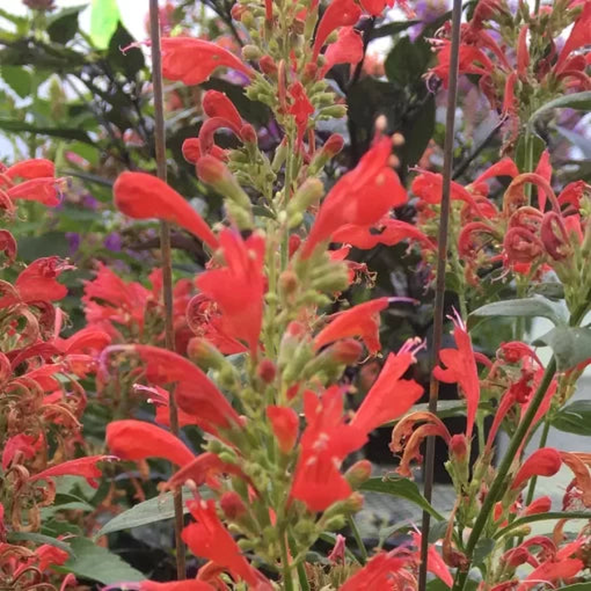 Kudos Red Agastache Seeds | Vibrant Red Hummingbird Mint  Heirloom, Non-GMO, High Germination Organic Garden Seeds