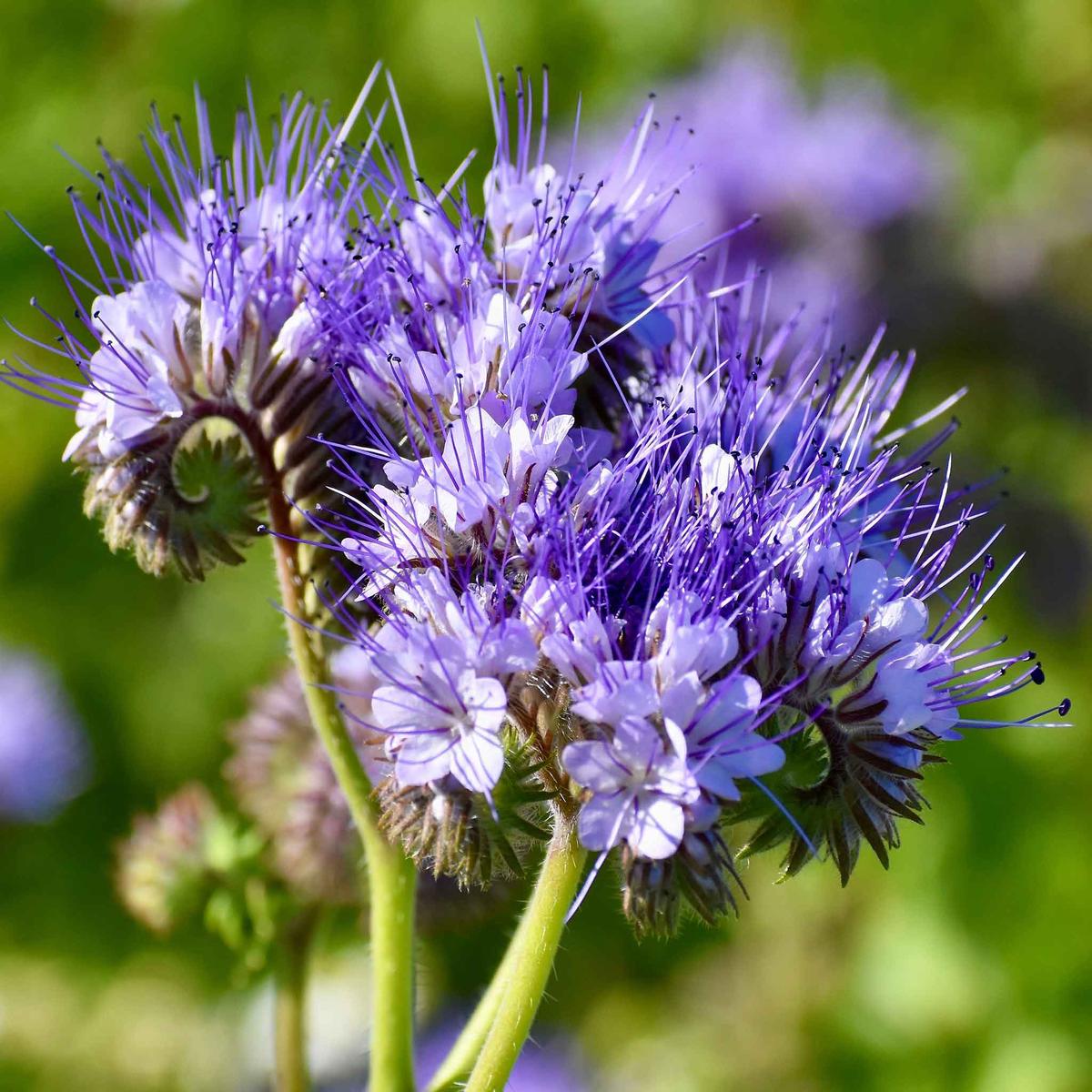 Lacy Phacelia Seeds