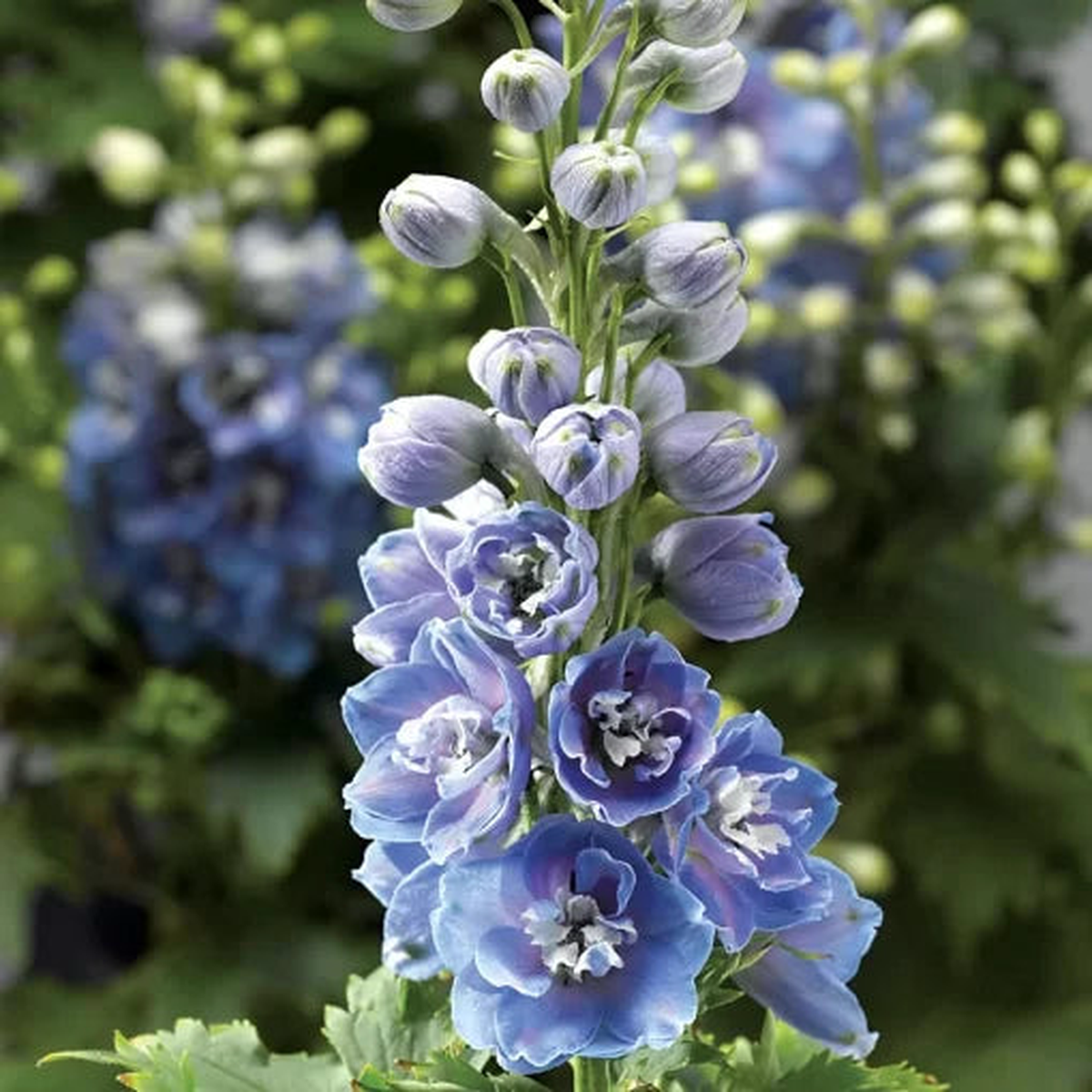 Light Blue White Bee Delphinium Seeds | Compact Blue-White Delphina Type  Heirloom, Non-GMO, High Germination Organic Garden Seeds