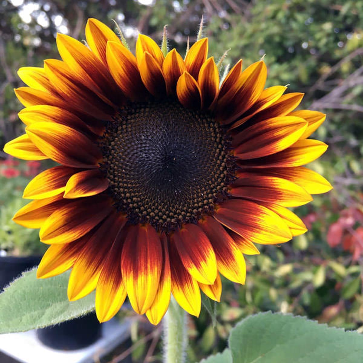 Mahogany Sunflower Seeds  Rich, Velvety Blooms for Gardens & Bouquets