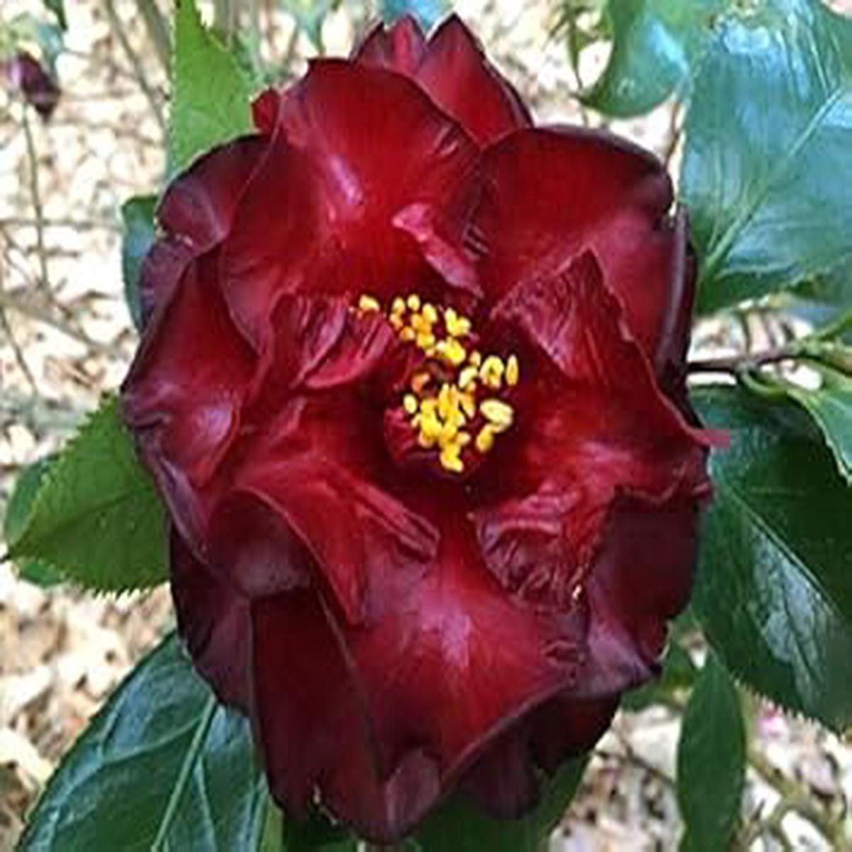 Maroon Red Camellia Seeds for Planting Heirloom, Non-GMO, High Germination Organic Garden Flower Seeds