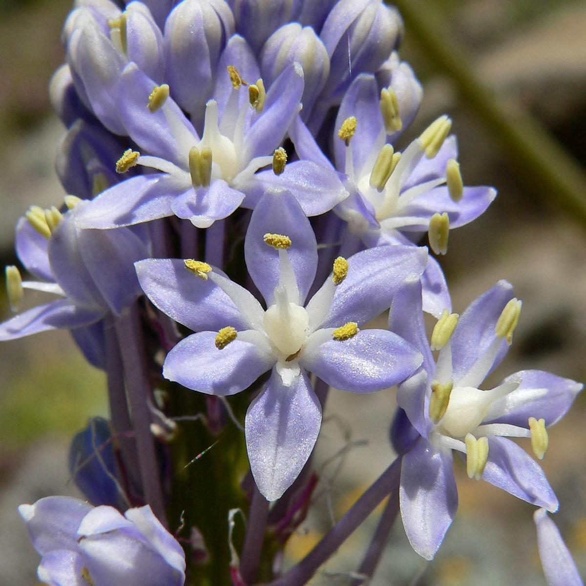 Merwilla Flower Seeds for Planting Heirloom, Non-GMO Seeds, High Germination, Organic Garden Blooms