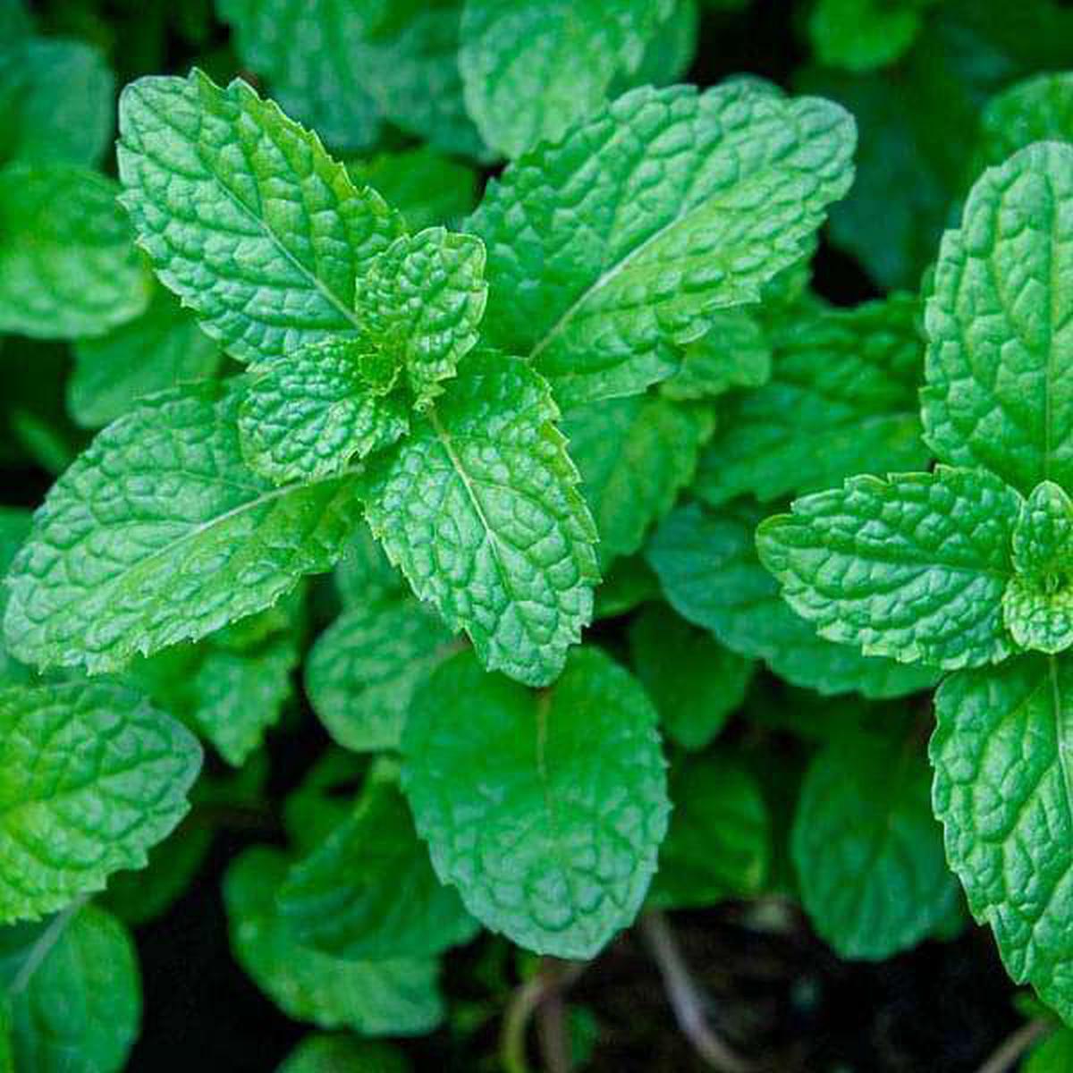 Mint Flower seeds for Planting - Cut Flower Favorite, Heirloom & GMO Free Seeds for Home Garden