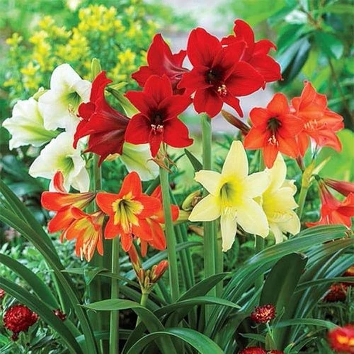 Mixed Amaryllis Flower Heirloom Non Gmo Flower For Planting Flower Seeds for Home Garden Planting,