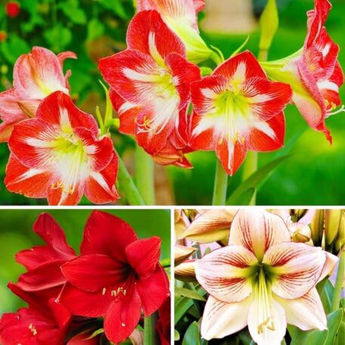 Mixed Amaryllis Flower