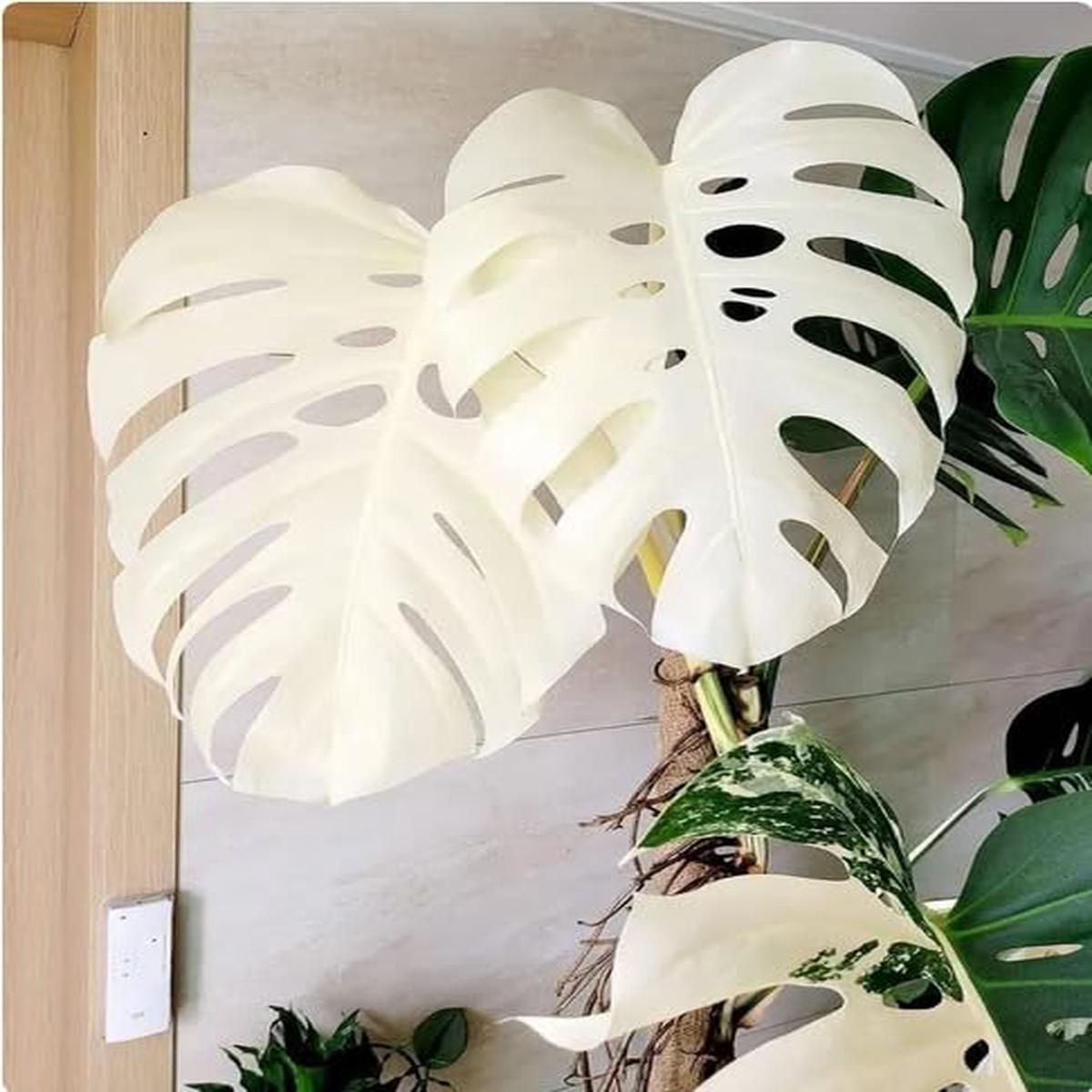 Monstera Albo Variegata Rare Tropical Houseplant with Stunning White & Green Leaves