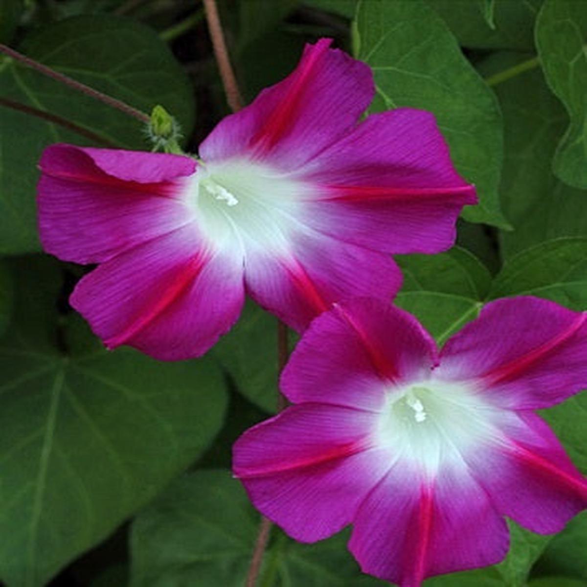 Morning Glory Split Personality Imported  Heirloom, Non-GMO, High Germination Organic Garden Seeds