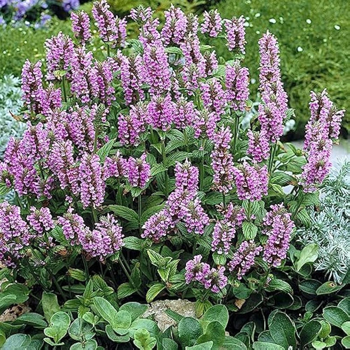 Nepeta For Planting Nepeta Spp For Home Gardens And Herb Beds Flower Seeds for Home Garden