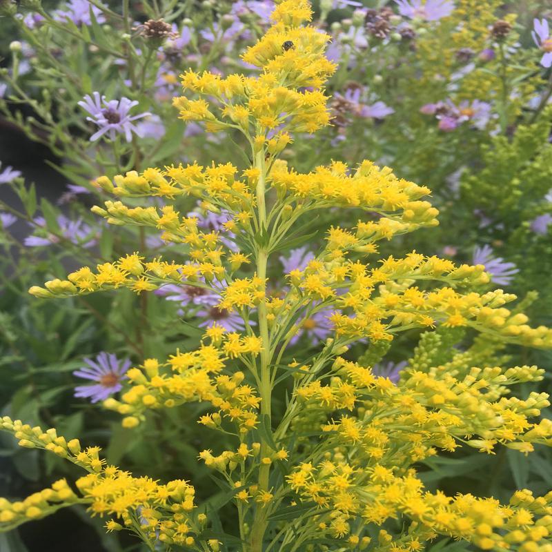 Ontario Native / Pollinator Seeds - Custom Mix for David Suzuki Foundation