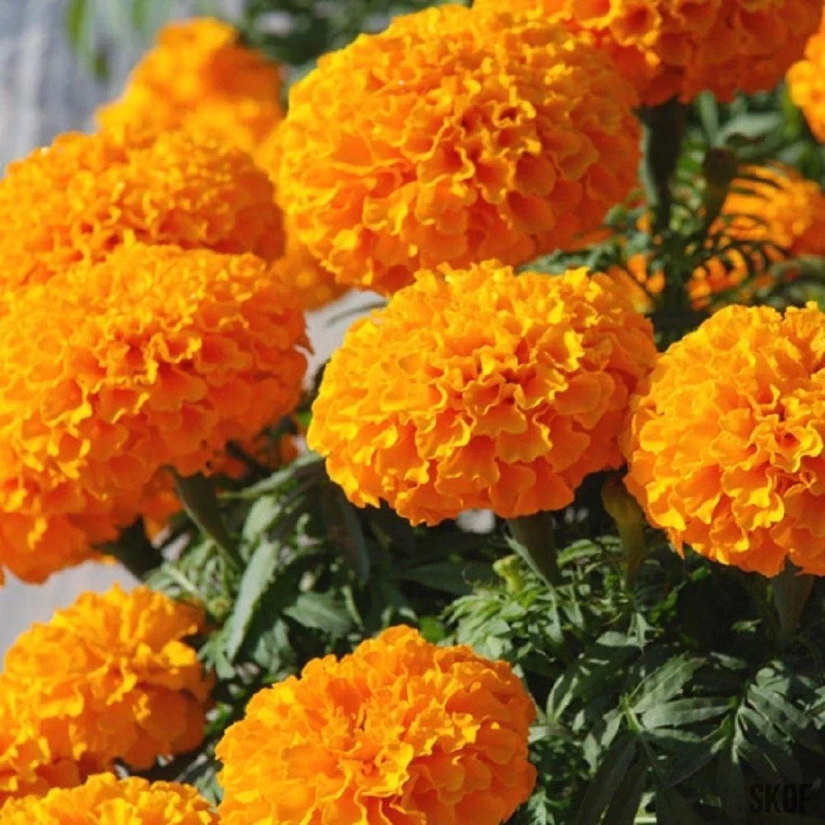 Orange Marigold Flower seeds for Planting Fragrant Blossoms Heirloom & GMO Free Seeds for Home Garden Sale