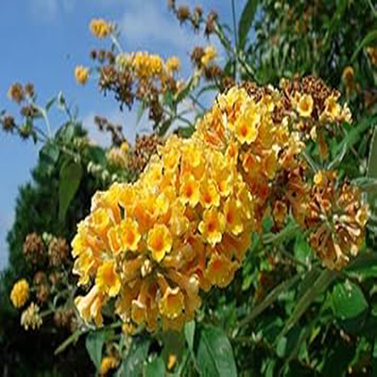 Orange Pink Buddleia Flower Seeds  Heirloom Non-GMO High Germination Seeds for Planting