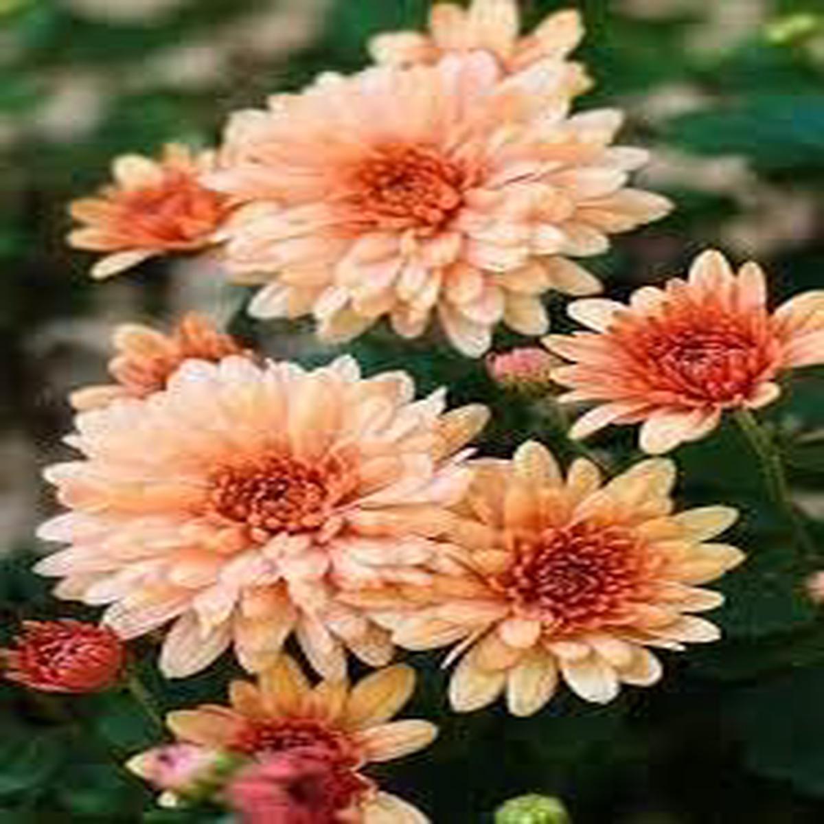 Orange White Chrysanthemum Flower Seeds  Heirloom Non-GMO Blooms for Autumn Garden Color