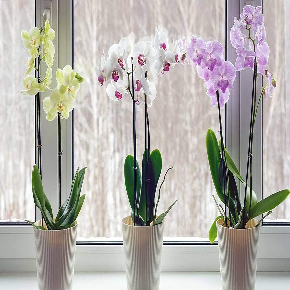 Orchid Seeds for Planting Phalaenopsis spp. for indoor gardens and decorative displays