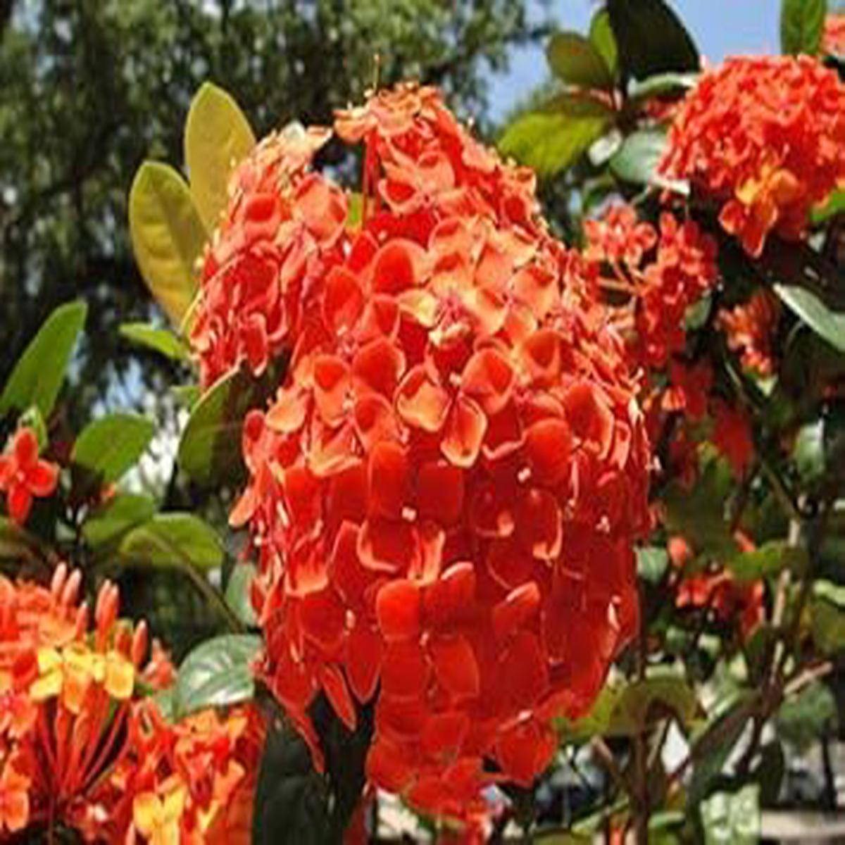Organic Heirloom Non-GMO Orange Hydrangea Flower Seeds for Planting Ornamental Blooms