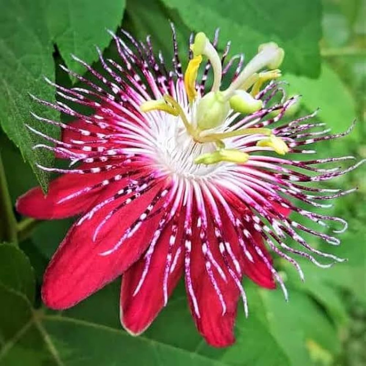 Organic Heirloom Red Winged-Stem Passion Flower Seeds  Non-GMO Unique Seeds for Planting