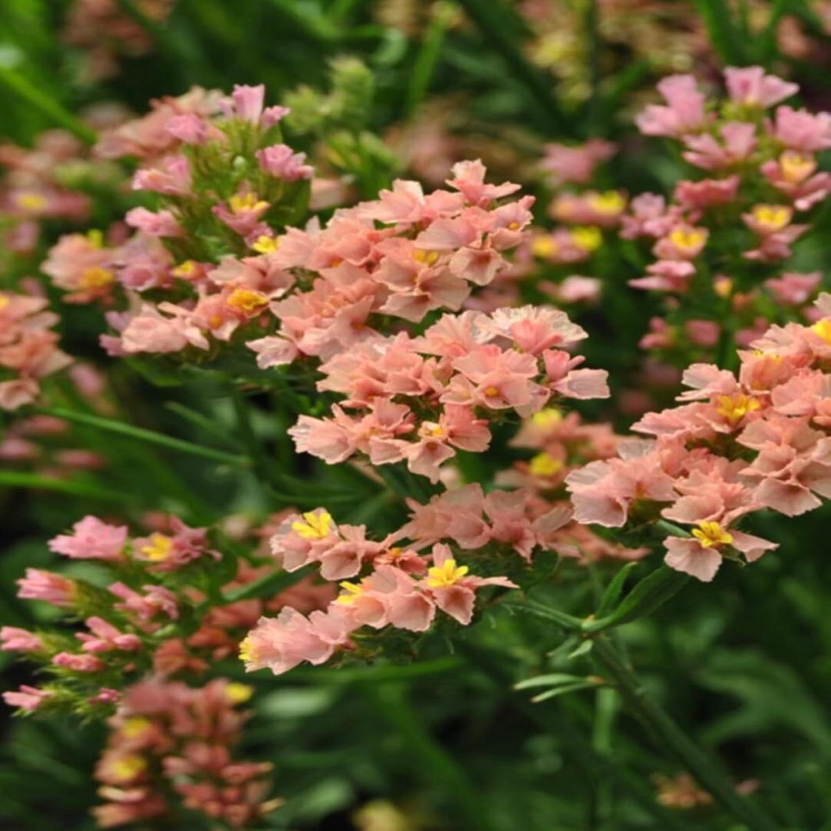 Organic Limonium Sinuatum Flower Seeds for Planting Heirloom, Non-GMO