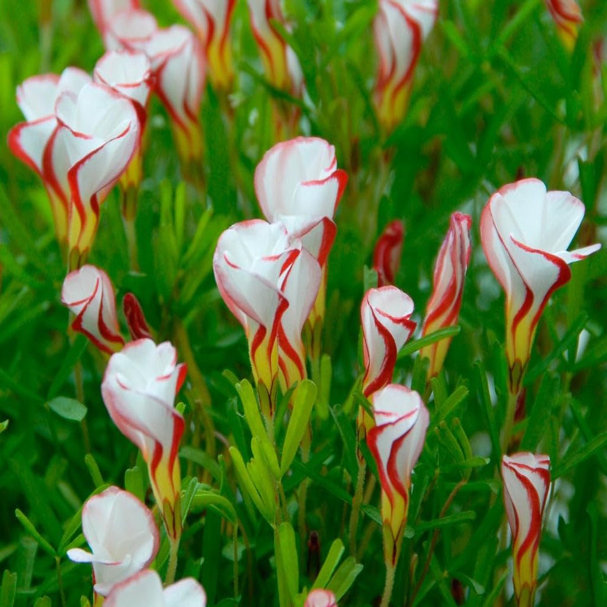 Oxalis Versicolor Orange Seeds for Planting Heirloom, Non-GMO, High Germination Organic Garden Flower Seeds