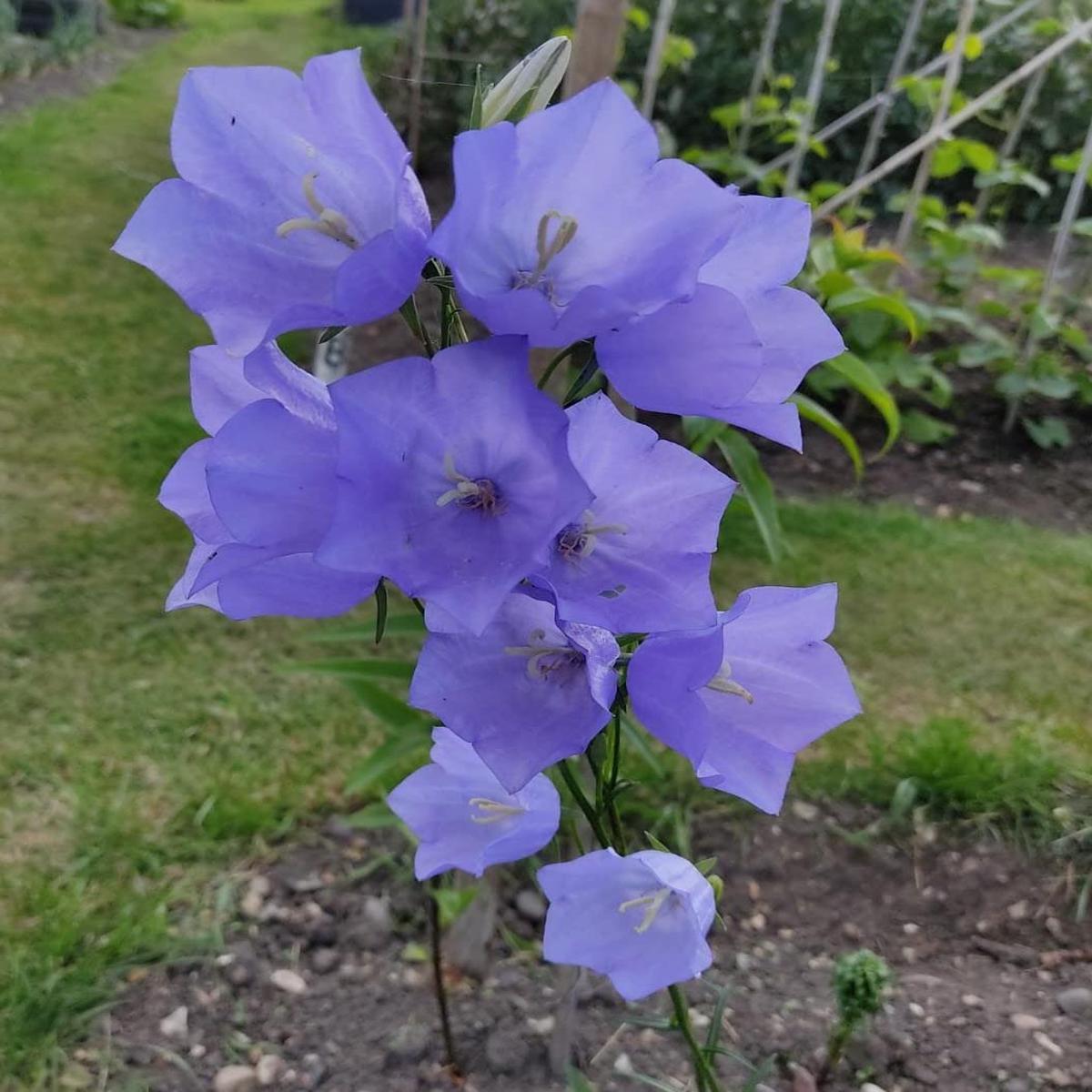 Peachleaf Bellflower Campanula Persicifolia Planting Flower Bed Yard Flower Seeds Home