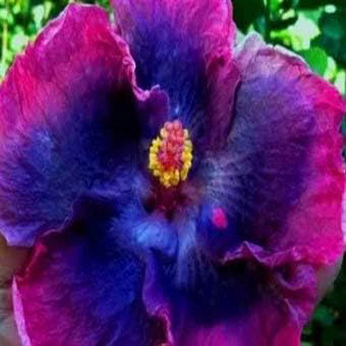 Pink Blue Mini Violet Flower Seeds for Garden Planting Heirloom, Non-GMO, High Germination Organic Seeds