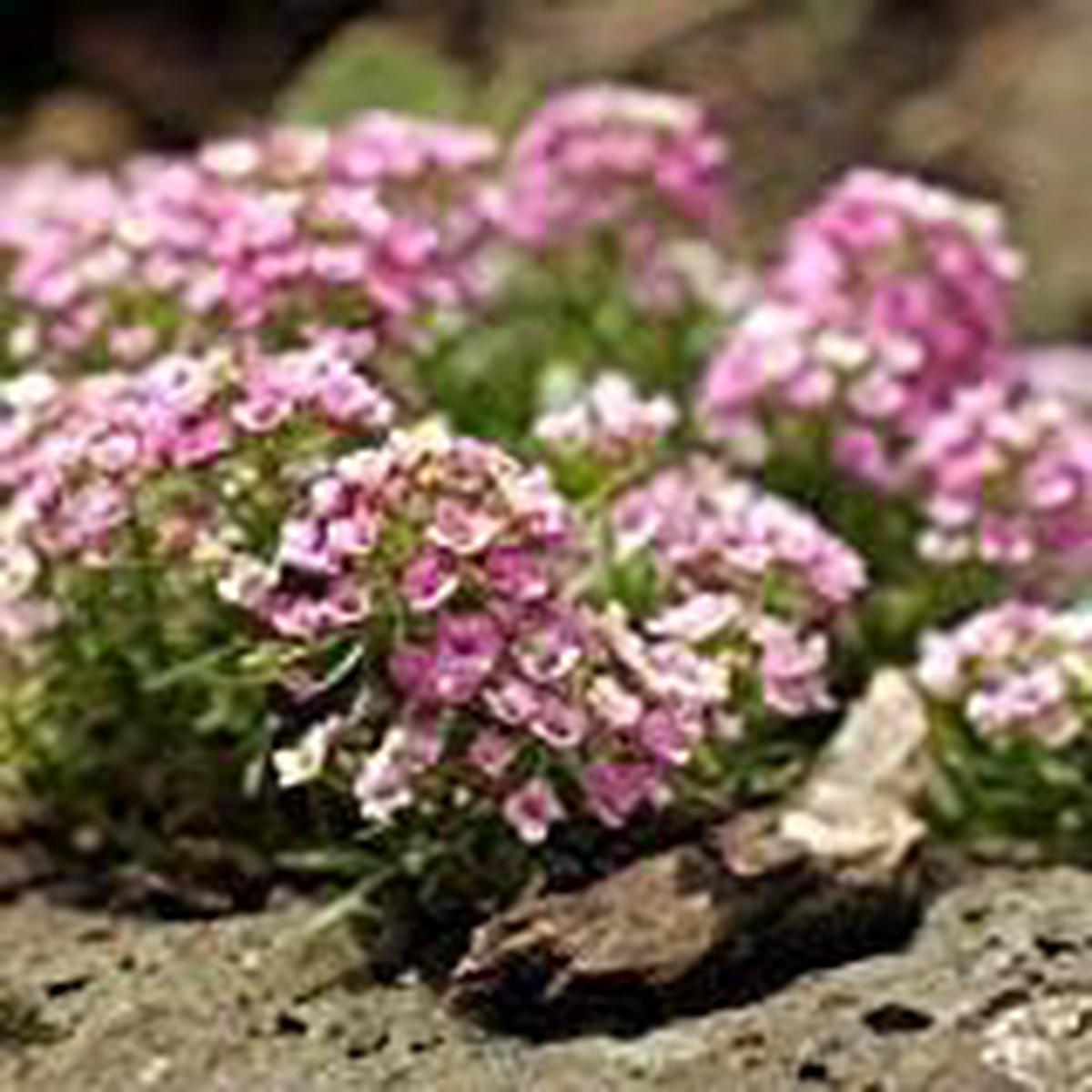 Pink Lobularia Flower Seeds for Planting | Heirloom Non-GMO High Germination Organic Garden Seeds