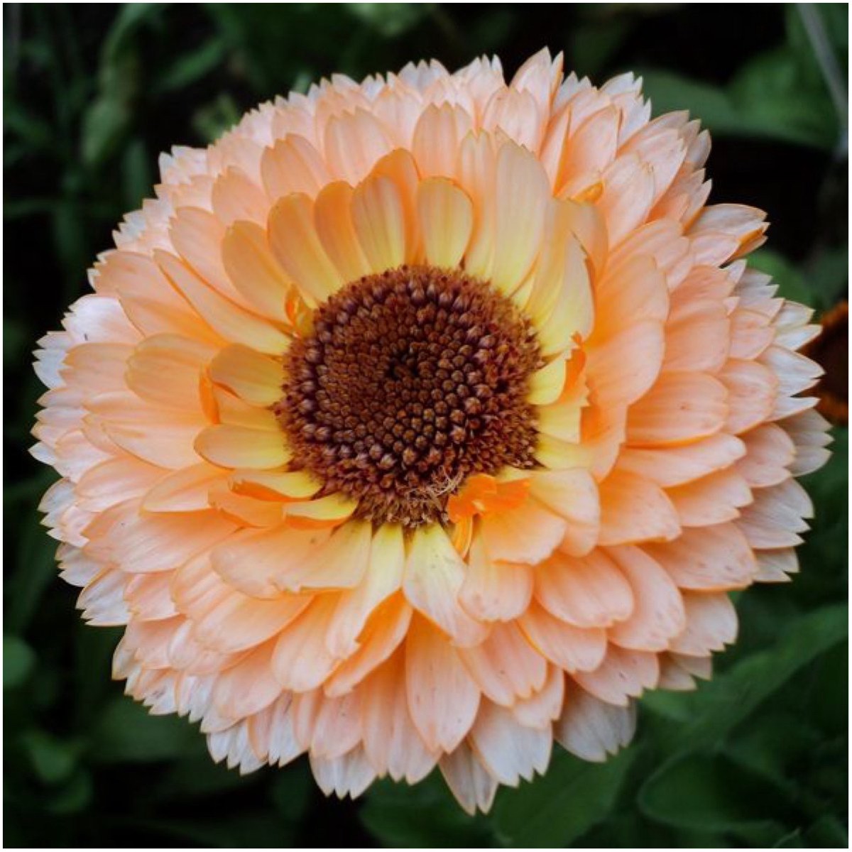 Pink Surprise Calendula Officinalis For Planting For Flower Borders And Home Garden Flower Seeds