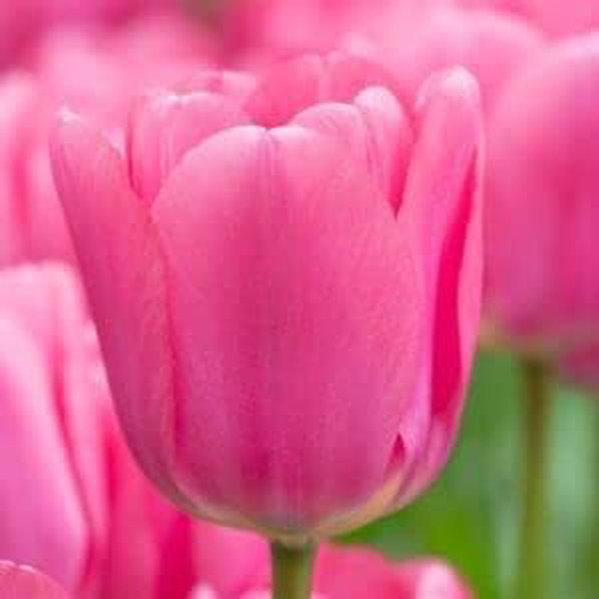 Pink Tulip Flower seeds for Planting - Bright Blooms, Heirloom & GMO Free Seeds for Home Garden
