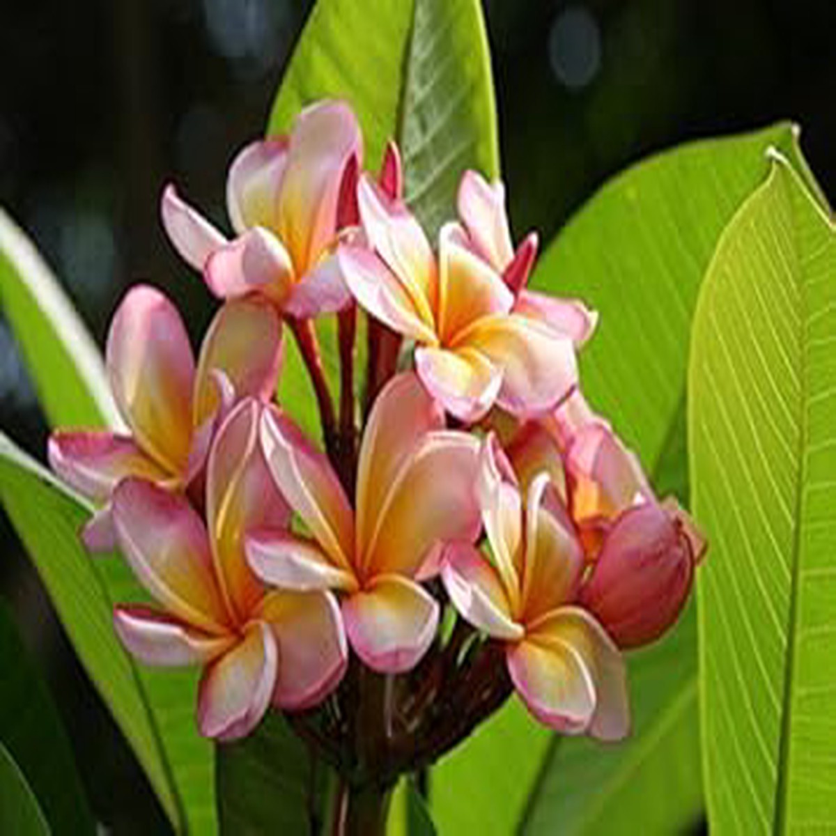 Pink & Yellow Egg Flower seeds for Planting - Low Maintenance, Heirloom & GMO Free Seeds for Home Garden