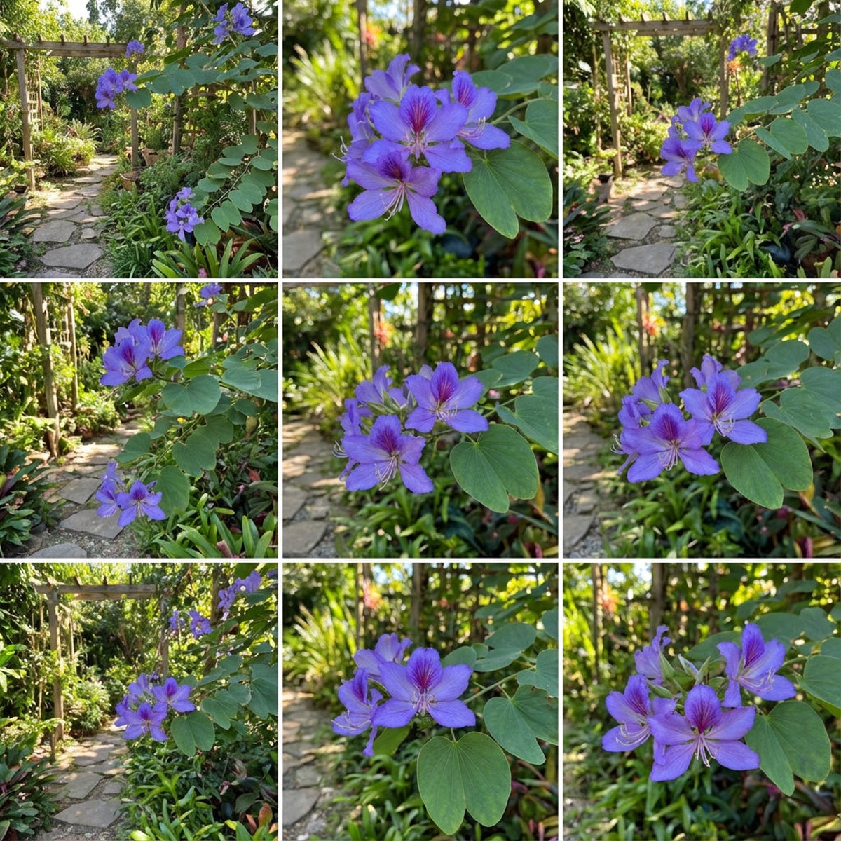 Plant Blue Bauhinia Seeds - Gorgeous Perennial Flowers for Your Garden