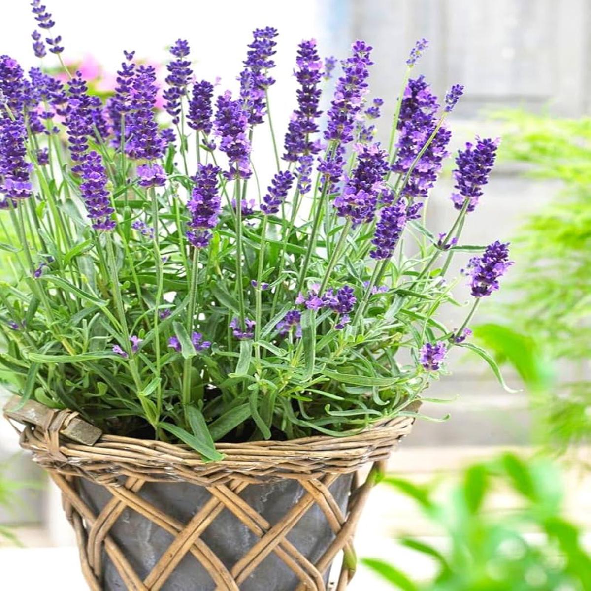 Provence Lavender Violet Flower Seeds for Planting Heirloom Non-GMO, High Germination Organic Garden Seeds