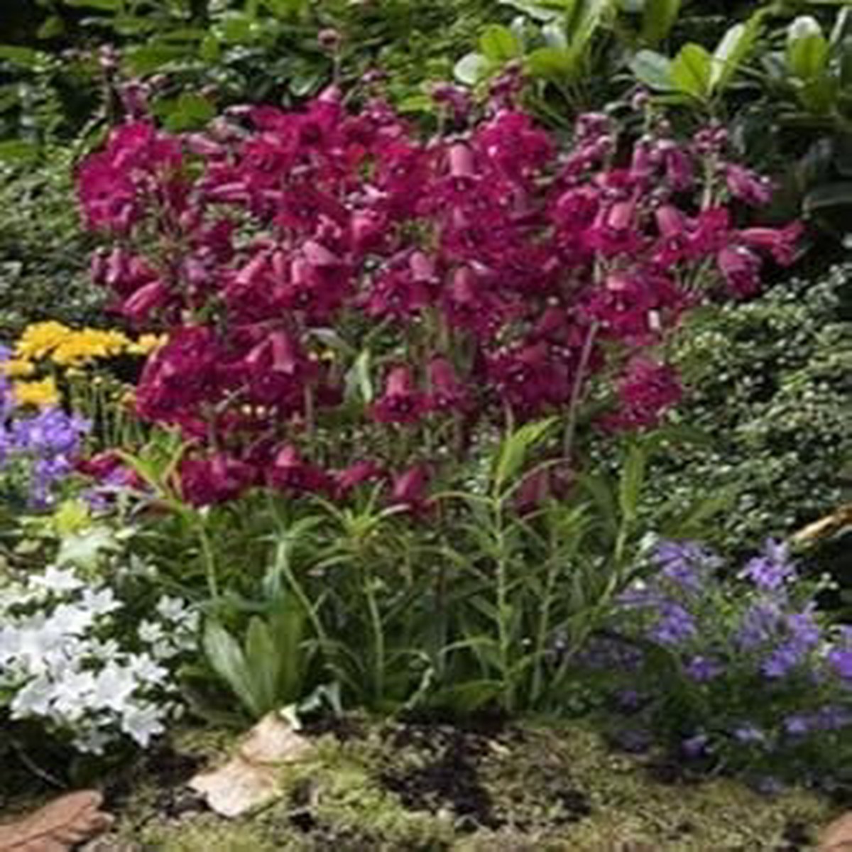 Purple Mexicali Sunburst Penstemon Flower Seeds for Planting Heirloom Non-GMO Organic Garden Seeds