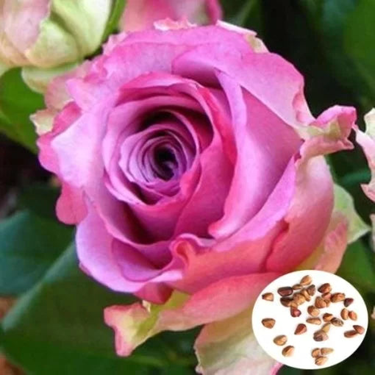 Purple Red Rose Seeds | Vibrant Dual-Tone Garden Rose Blooms  Heirloom, Non-GMO, High Germination Organic Garden Seeds