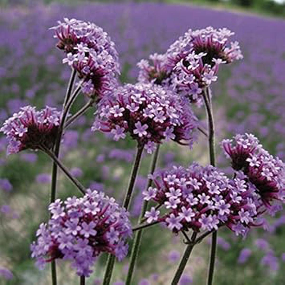 Purple Verbena Bonariensis Flower Seeds  Heirloom Non-GMO Organic Garden Seeds for Planting with High Germination