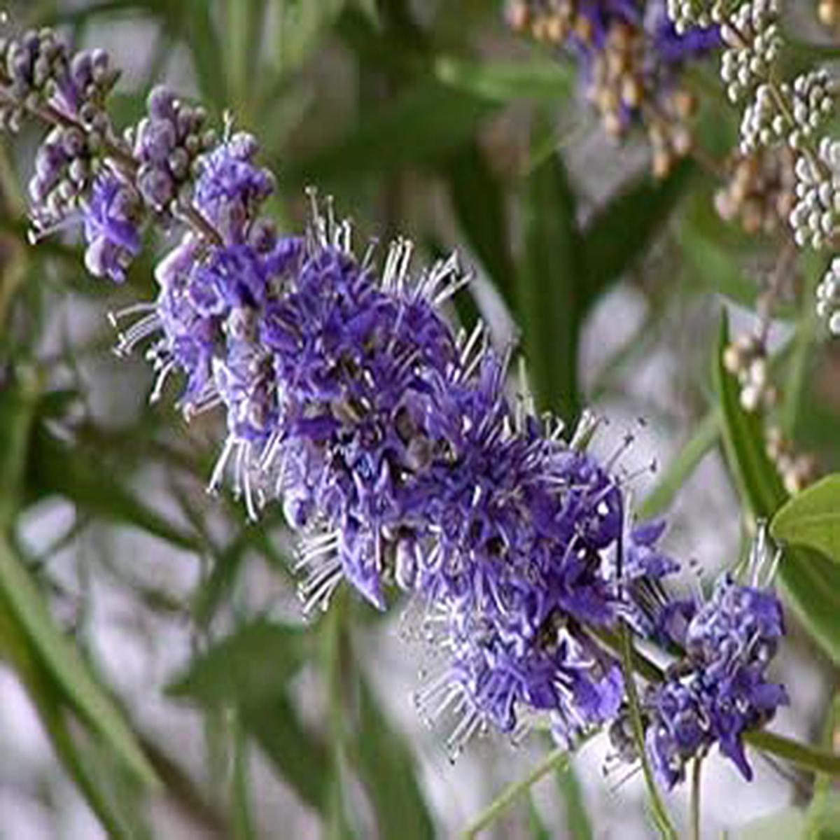Purple Vitex Angus Castus Flower Seeds for Planting | Heirloom Non-GMO High Germination