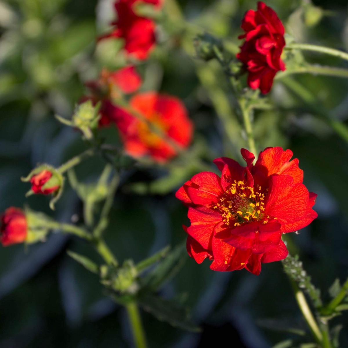 Red Bradshaw Flower Seeds for Planting  Heirloom, Non-GMO, High Germination Organic Garden Seeds
