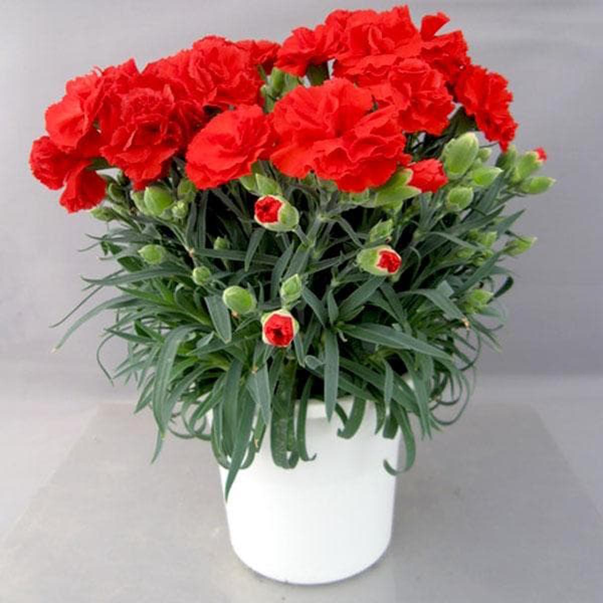 Red Carnations Flower Seeds for Planting Hardy Variety Heirloom & GMO Free Seeds for Home Garden Sale