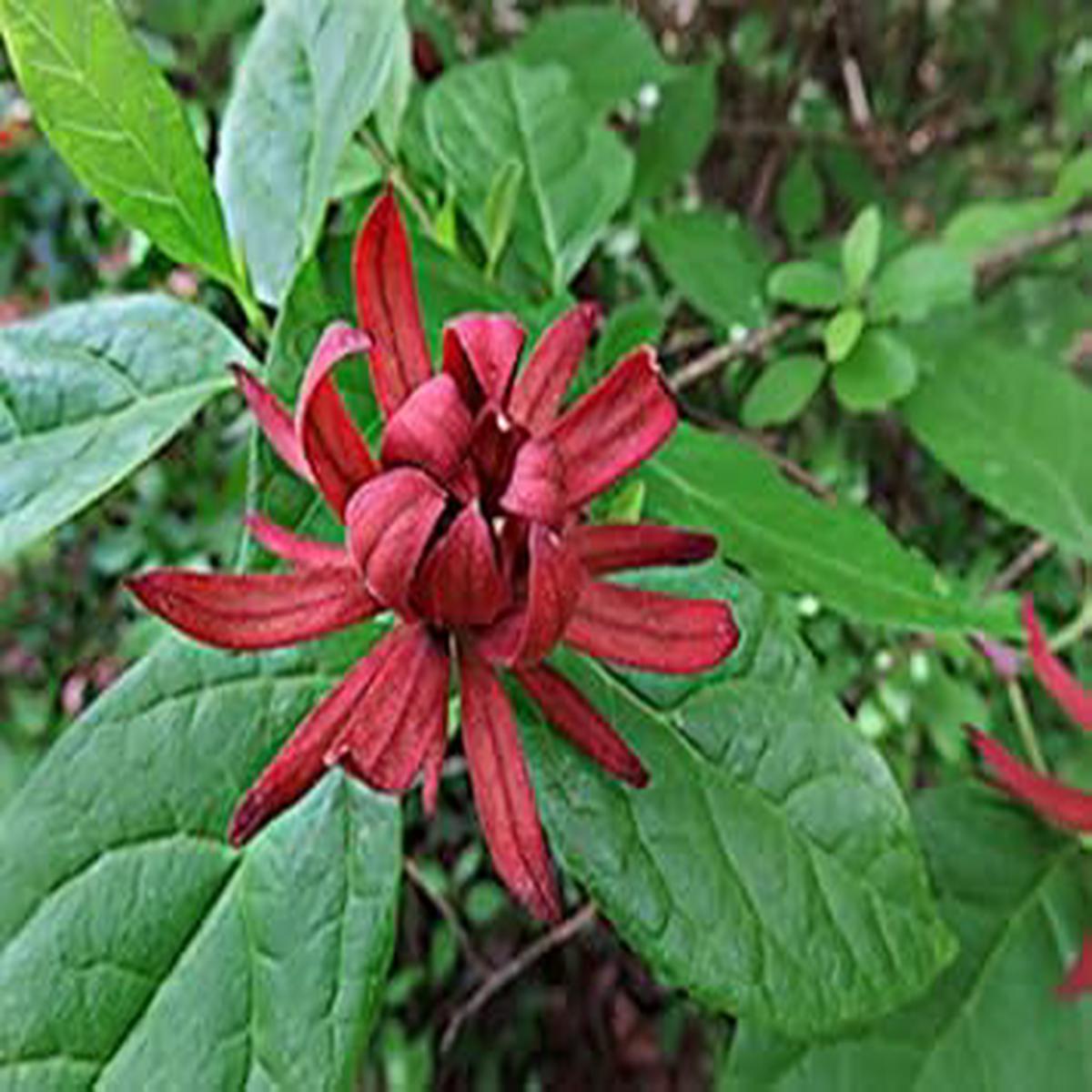 Red Carolina Allspice Flower seeds for Planting - Drought Tolerant, Heirloom & GMO Free Seeds for Home Garden