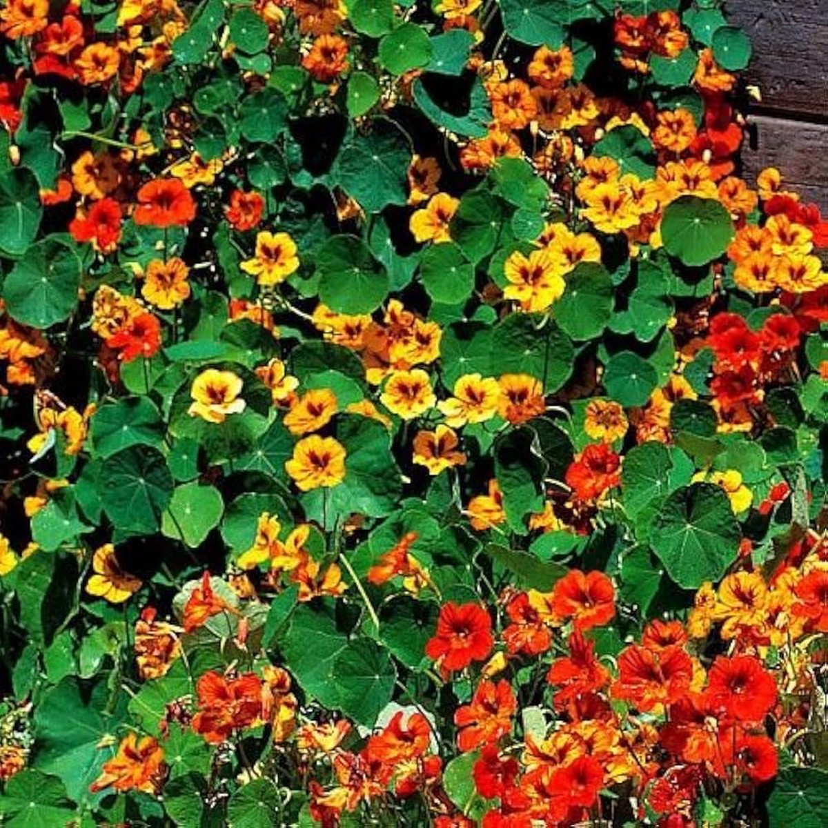 Red Scarlet Nasturtium Flower Hybrid Climber Air Purifying Gardens Flower Seeds Home Garden