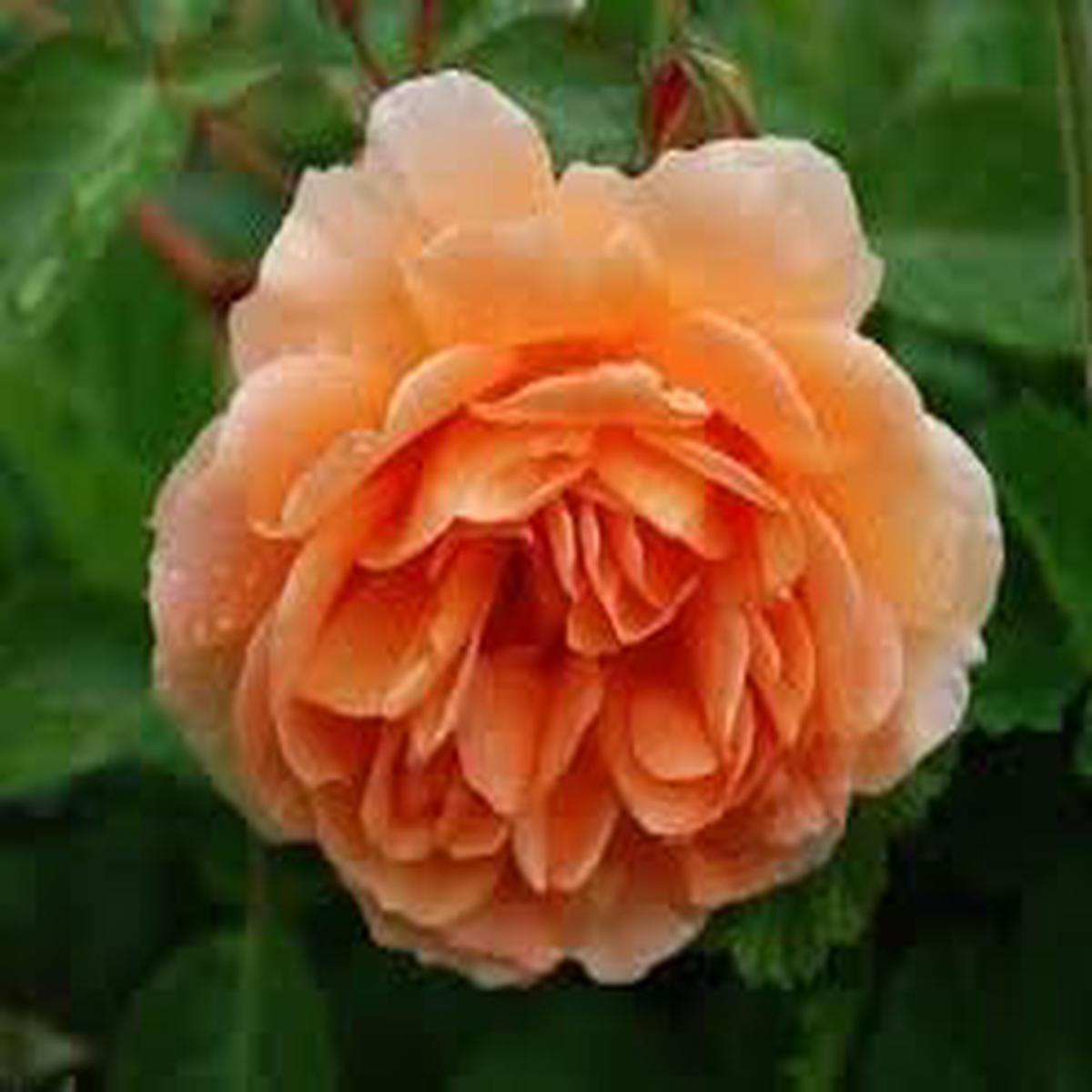 Rose Rosa Flower Seeds for Planting  Heirloom, Non-GMO Seeds for Garden Blooms