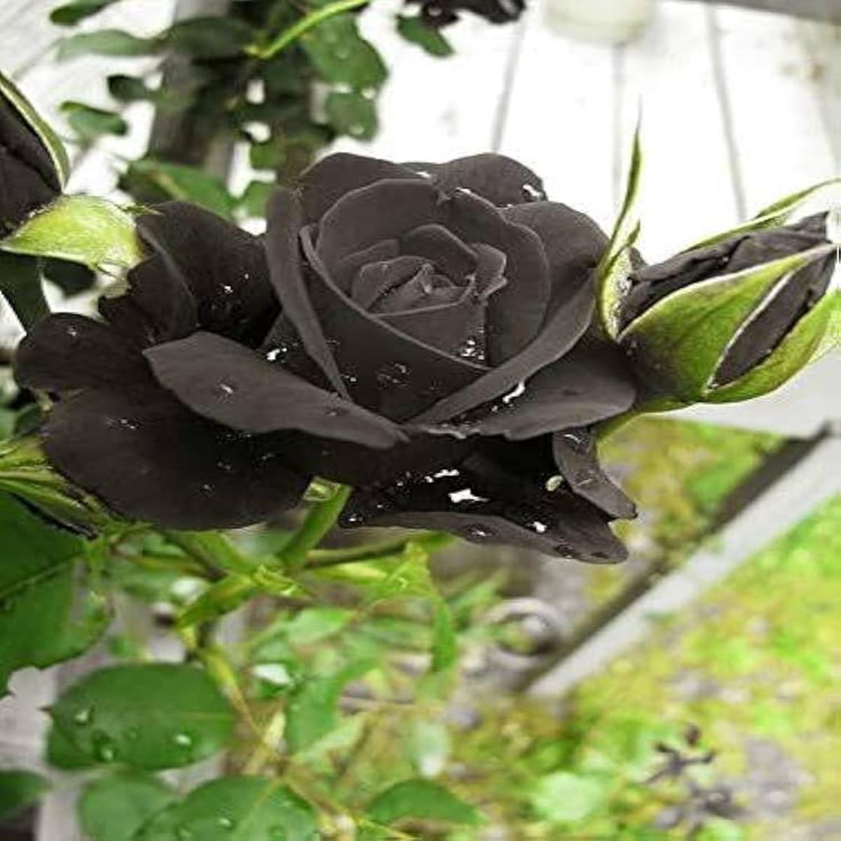 Rose Rosa Hybrida Tree Form Flower For Planting Suitable For Ornamental Borders Patio Gardening