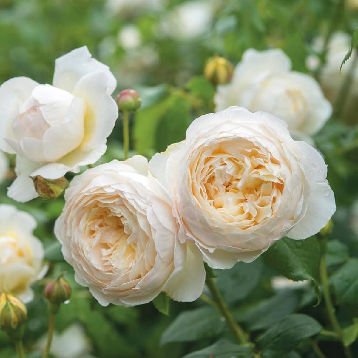 Rose Seeds for Planting Outdoors Heirloom, Non-GMO, Easy to Grow, Perennial