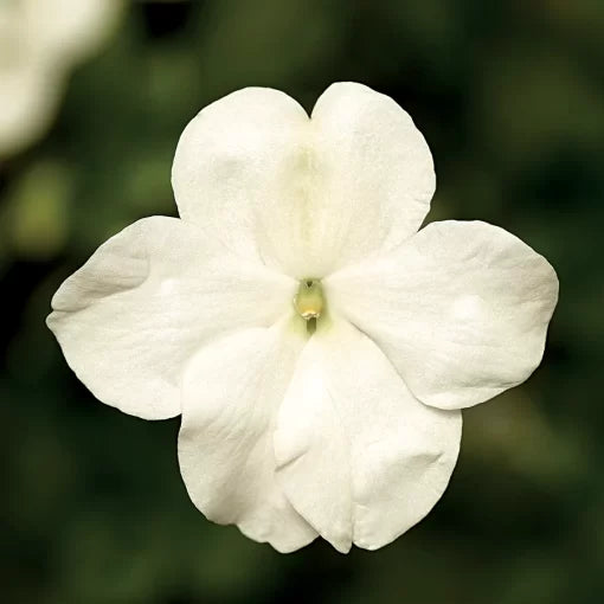 Salmon Shades Impatiens Seeds | Imara Soft Salmon Hybrid Impatiens  Heirloom, Non-GMO, High Germination Organic Garden Seeds